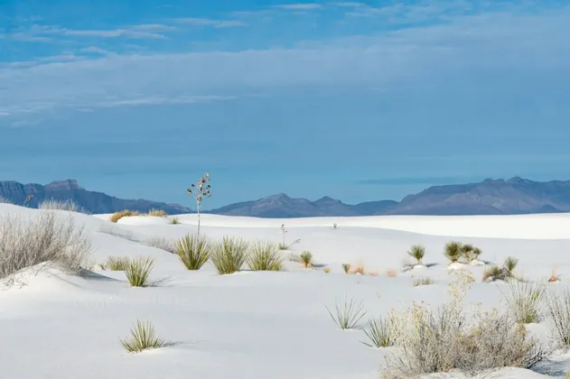 Un paesaggio di dolci dune di sabbia bianca punteggiate da piante di yucca e rada macchia, con una catena montuosa in lontananza sotto un cielo azzurro.
