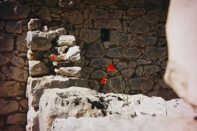 Molti papaveri rosso vivo crescono dalle fessure di un rustico muro di pietra baciato dal sole.