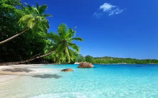 Des palmiers se penchent sur une plage de sable blanc avec une eau claire et turquoise sous un ciel bleu éclatant.