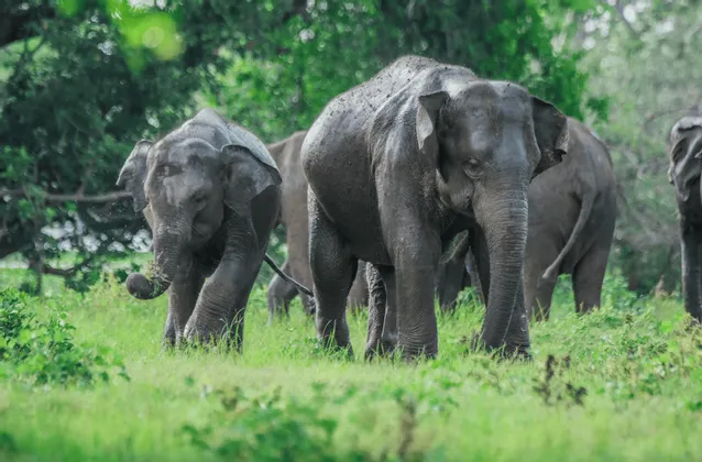 Un troupeau d'éléphants, avec un jeune éléphanteau en tête, broute dans un champ verdoyant devant une forêt.