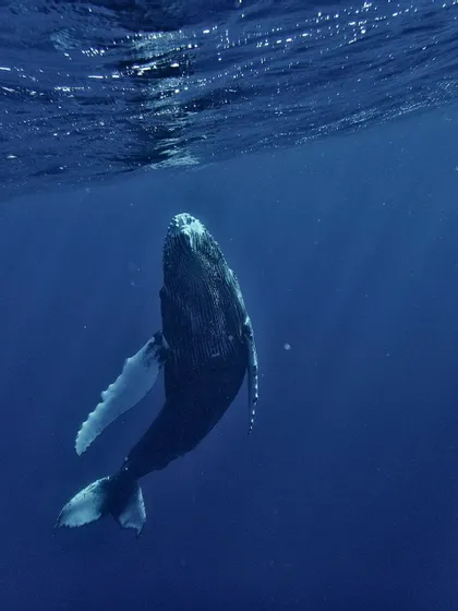 Una balena megattera nuota verso l'alto, verso la superficie scintillante dell'oceano blu profondo, vista dal basso.