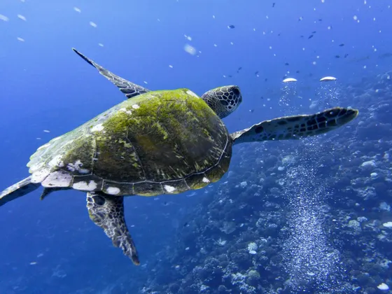 Una tartaruga marina verde nuota in acque oceaniche limpide e blu, con bolle d'aria che salgono da una barriera corallina sottostante.