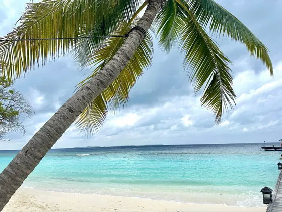 Un cocotier penche en diagonale sur une plage de sable blanc et un océan turquoise calme sous un ciel nuageux.
