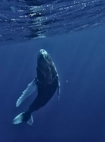Una balena megattera risale le acque blu profonde, il suo corpo inclinato verso la superficie scintillante.