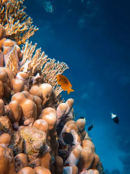 Un piccolo pesce arancione nuota oltre una barriera corallina nel profondo mare blu, con altri piccoli pesci nelle vicinanze.