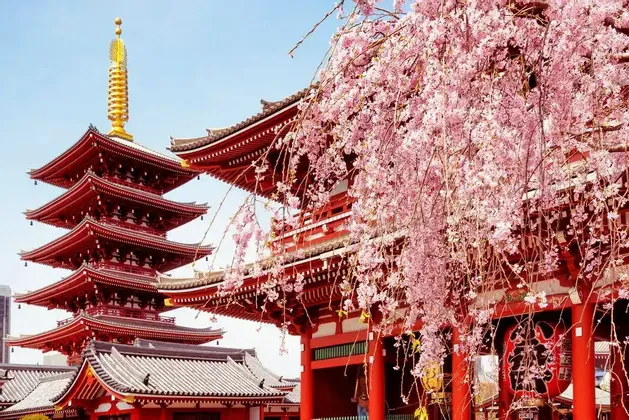 Una pagoda e un tempio giapponesi rossi incorniciati da ciliegi rosa in fiore sotto un cielo azzurro e limpido, di giorno.