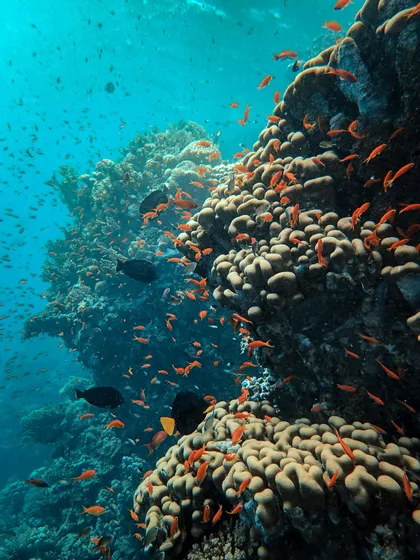 Banchi di piccoli pesciolini arancioni brillanti nuotano attorno a una grande barriera corallina in acqua turchese limpida.