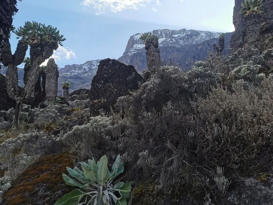 Piante di senecio gigante su un pendio alpino roccioso con una cima montuosa innevata visibile sotto un cielo blu.