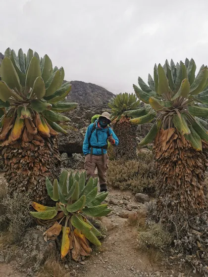 Un escursionista con una giacca blu fa un pollice in su mentre si trova tra piante di senecio gigante su un sentiero roccioso di montagna.