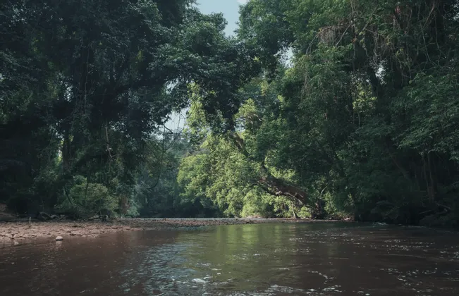 Un fiume torbido scorre attraverso una giungla fitta, con alberi lussureggianti e verdi e fogliame che si protende sull'acqua da entrambe le sponde.