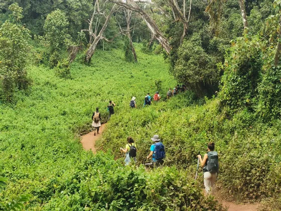 Un gruppo WeRoad in escursione in fila indiana su uno stretto sentiero sterrato, circondato da una lussureggiante vegetazione della giungla.
