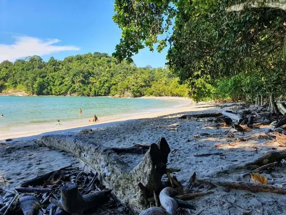 Ein großer Treibholzstamm ruht im Schatten an einem Sandstrand, während einige Menschen in einer ruhigen, von üppig grünem Wald umgebenen Bucht schwimmen.