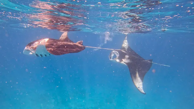 Deux raies manta nagent juste sous la surface dans les eaux claires et d'un bleu éclatant de l'océan.
