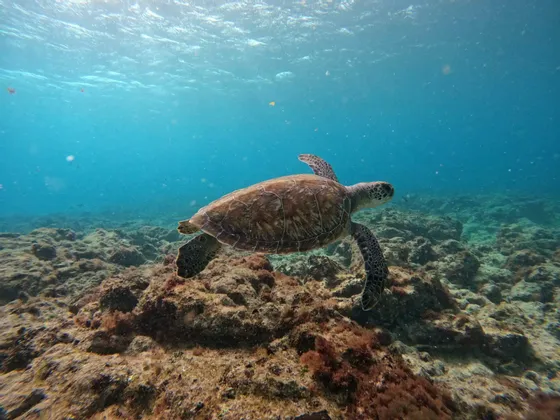Una tartaruga marina nuota in acque limpide e blu, proprio sopra un fondale marino roccioso e ricoperto di alghe.