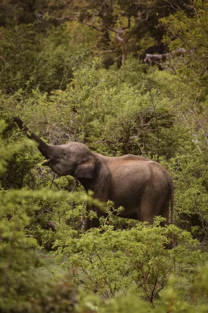 Un giovane elefante è in una foresta di fitti cespugli verdi, mangiando foglie da un ramo con la sua proboscide.