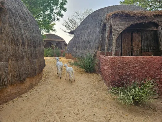 Dos cabras blancas, una grande y otra pequeña, se alejan por un sendero de arena entre chozas redondas tradicionales con techos de paja.