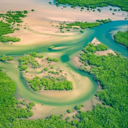 Una vista aérea de un río sinuoso que atraviesa bancos de arena y una exuberante vegetación de manglares.