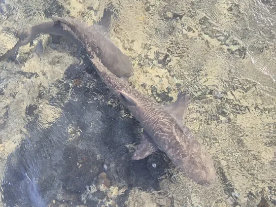 Dos tiburones vistos desde arriba nadando en aguas claras y poco profundas sobre un fondo rocoso.