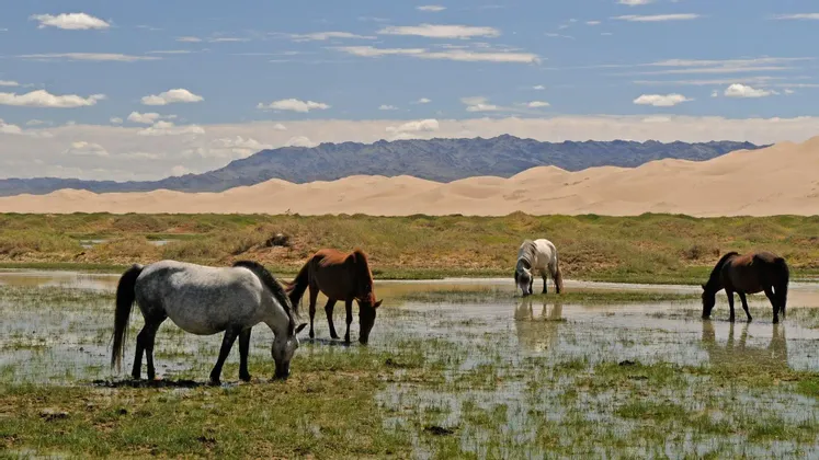 Vier Pferde grasen und trinken Wasser auf einem sumpfigen Feld mit Sanddünen und fernen Bergen unter einem teils bewölkten Himmel.