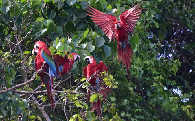 Una bandada de guacamayas rojas y verdes posadas en un exuberante árbol verde, mientras una guacamaya vuela para aterrizar con las alas extendidas.