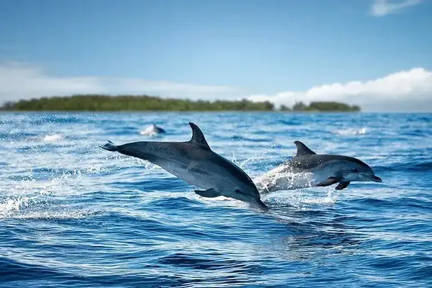 Deux dauphins bondissent hors de l'océan bleu éclatant, éclaboussant l'eau, avec une île verte lointaine à l'horizon.