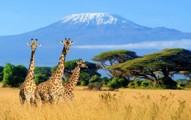 Drei Giraffen stehen in einer grasbewachsenen Savanne mit einem großen, schneebedeckten Berg und Akazienbäumen im Hintergrund.