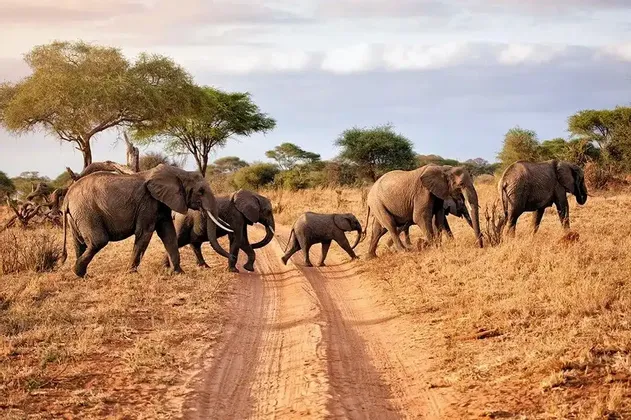 Eine Herde Elefanten, darunter ein kleines Kalb, geht in einer Reihe über einen Feldweg in einer grasbewachsenen Savanne.