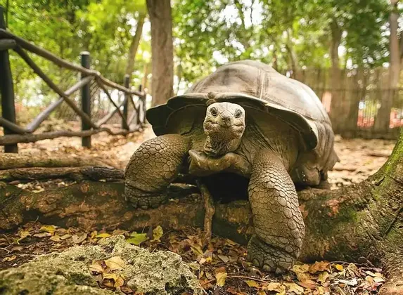 Eine große Schildkröte blickt direkt in die Kamera, während sie auf blättrigem Boden in einem Waldgebiet steht.