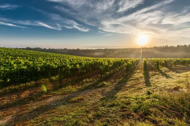 Die Sonne geht über einem Weinberg auf einem sanften Hügel auf und wirft lange Schatten zwischen die Reihen der grünen Weinreben.