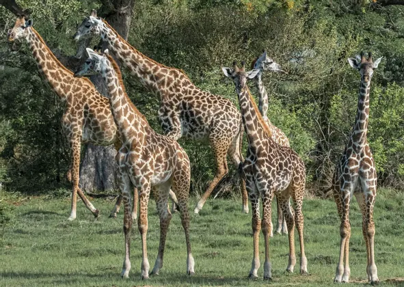 Un branco di giraffe in piedi su un campo erboso, di fronte a una fitta parete di alberi verdi.