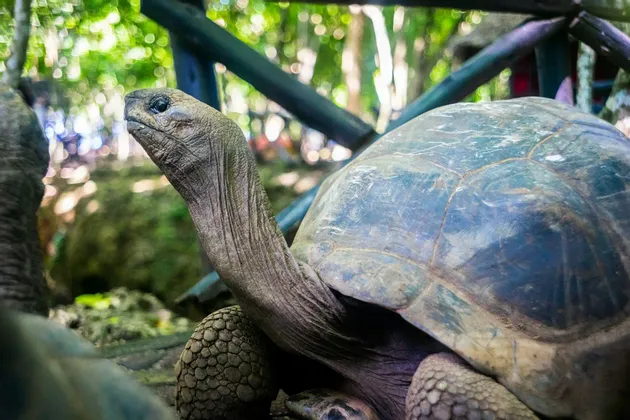 Un primo piano di una tartaruga gigante con il collo rugoso esteso, in un habitat verde e frondoso.