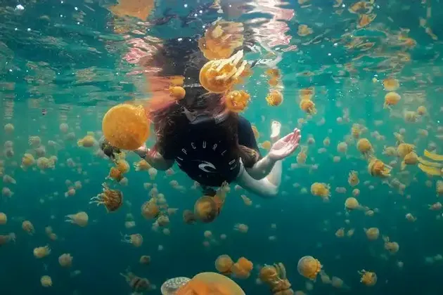 Vista sottomarina di una donna in maglietta nera che nuota tra un denso sciame di meduse dorate.