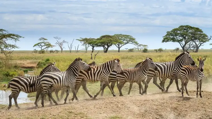 Eine Herde Zebras geht in einer Reihe auf einem staubigen Pfad durch eine grasbewachsene Savanne mit verstreuten Akazienbäumen.