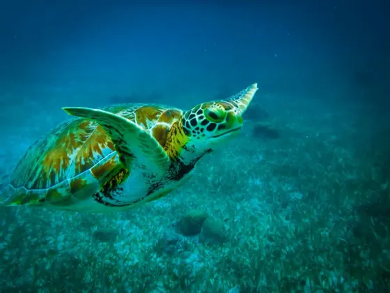 A green sea turtle with a patterned shell swims in clear blue water over a bed of seagrass.