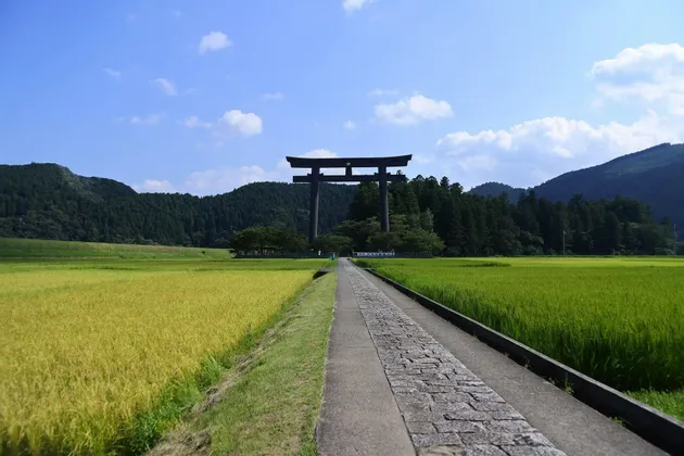 Un sentiero in pietra attraversa risaie verdi e gialle verso un grande torii nero, con colline boscose sullo sfondo.