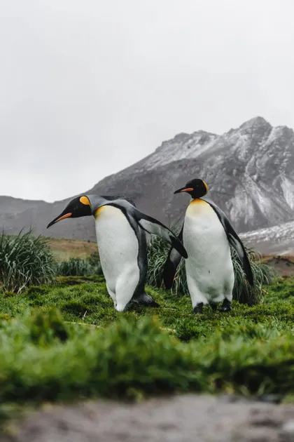 Dos pingüinos rey se alzan sobre una colina cubierta de hierba, con una gran montaña nevada visible detrás de ellos bajo un cielo nublado.