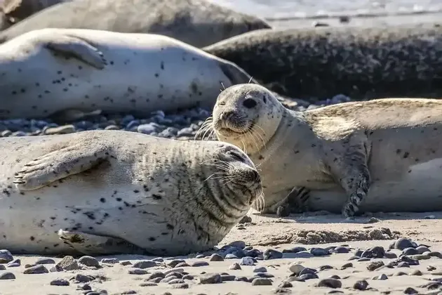 Eine Gruppe gefleckter Robben ruht an einem sandigen und kiesigen Strand im Sonnenlicht.