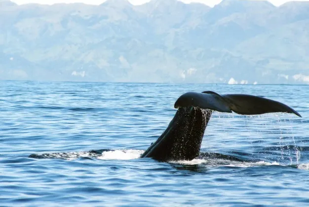 Die dunkle Schwanzflosse eines Wals erhebt sich aus dem blauen Ozean, während er abtaucht, mit einer fernen Bergkette im Hintergrund.