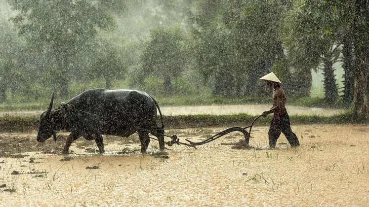 Un agriculteur portant un chapeau conique laboure un champ boueux et inondé avec un buffle d'eau pendant une forte tempête de pluie.