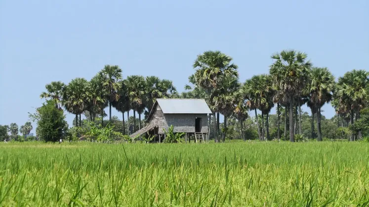 Une maison en bois sur pilotis au toit métallique se dresse au milieu d'une rizière verdoyante et luxuriante, avec une rangée de grands palmiers en arrière-plan.