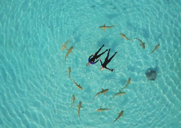 Due persone in muta fanno snorkeling mano nella mano, galleggiando in acqua limpida mentre sono circondate da piccoli squali e una razza.