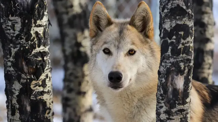 Un cane lupo dal pelo chiaro e gli occhi marroni sbircia tra due betulle in una foresta innevata.