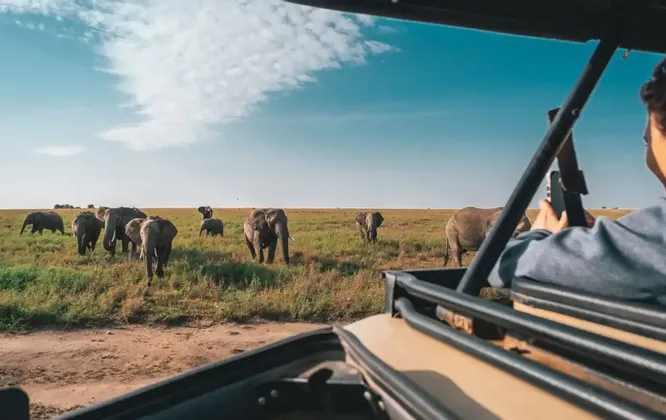 Eine Person in einem Safari-Jeep fotografiert eine Elefantenherde, die über eine grasbewachsene Savanne unter blauem Himmel läuft.