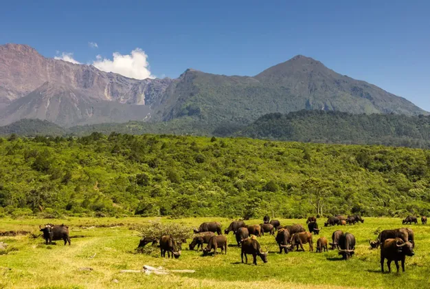 Eine Herde Afrikanischer Büffel grast auf einer grasbewachsenen Wiese mit einer üppigen, bewaldeten Bergkette im Hintergrund unter blauem Himmel.