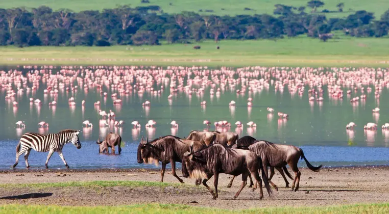 Eine Herde Gnus und ein Zebra gehen am Ufer eines Sees entlang, der mit Hunderten rosafarbener Flamingos gefüllt ist.
