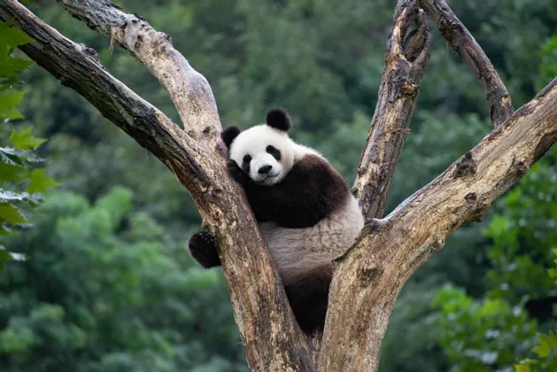 A giant panda rests in the fork of a tree, its head propped on a branch, with a blurry green forest in the background.