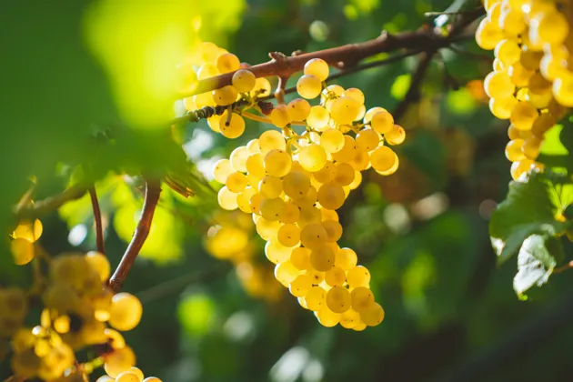 Un primo piano di un grappolo d'uva bianca appeso a una vite, retroilluminato dalla luce del sole con foglie verdi sfocate.