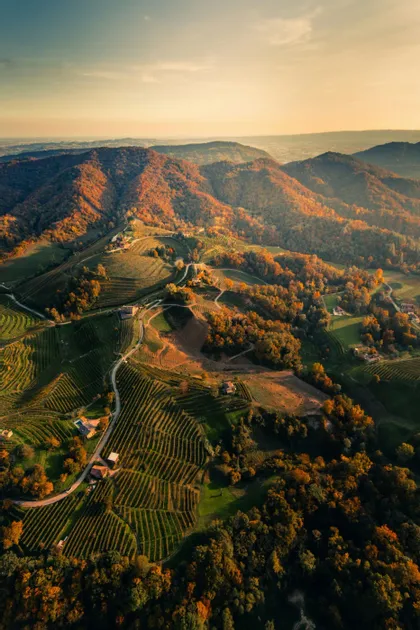 Una veduta aerea di colline ondulate ricoperte di vigneti terrazzati e foreste autunnali colorate al tramonto.