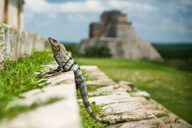 Una iguana toma el sol en un muro de piedra con una antigua pirámide de piedra difuminada en el fondo.