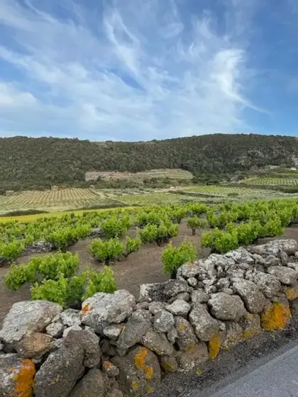 Un muretto a secco delimita un vigneto con filari di viti verdi su una collina terrazzata, sotto un cielo azzurro con nuvole leggere.